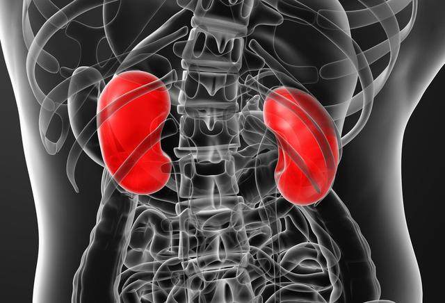 肾脏被称作人体的"污水处理厂",能够过滤和消除人体的有害物质.