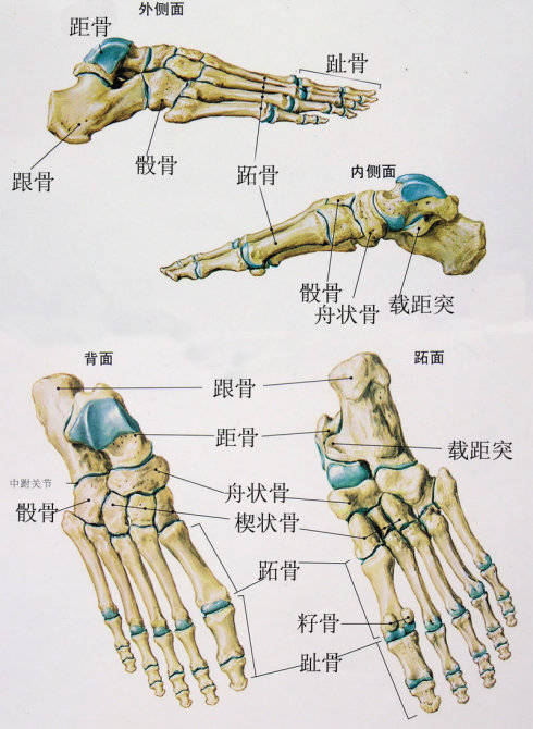 症状:僵硬性扁平足:无论负重与否,足弓塌陷或消失,足部结构出现异常