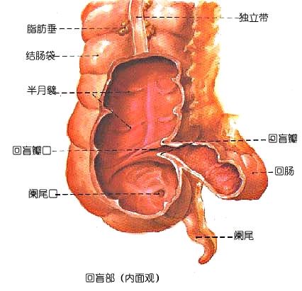 粪便反流 与 回肠倒灌 警惕致命性低位肠梗阻 鲁蒙主治医师 爱问医生