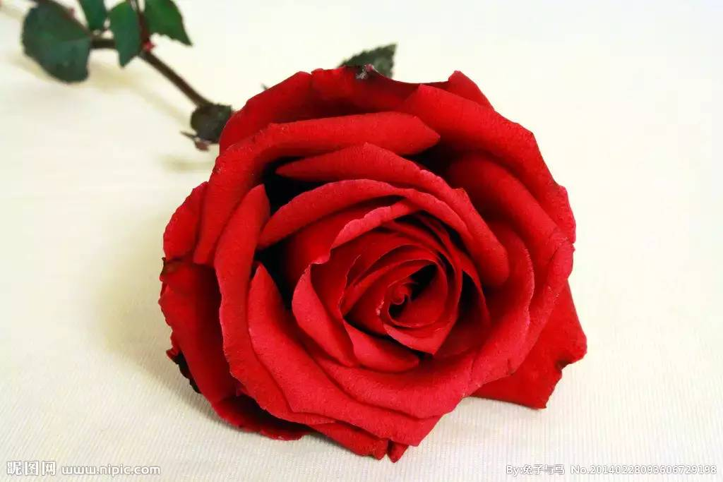 每天一味中草药 玫瑰花 原来是父亲节之花 张会永副主任医师 爱问医生