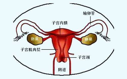 输卵管积液的助孕策略!