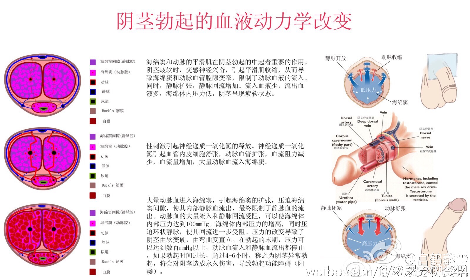 变大变粗的最直接方法图片