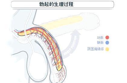 男人晨勃图片图片