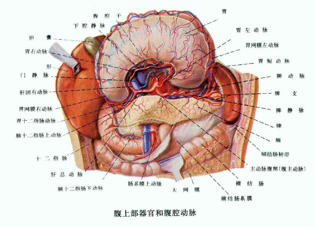 左下腹部器官分布图图片