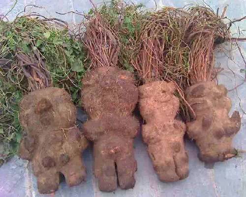 每天一味中草药何首乌又一个被人误解的仙药