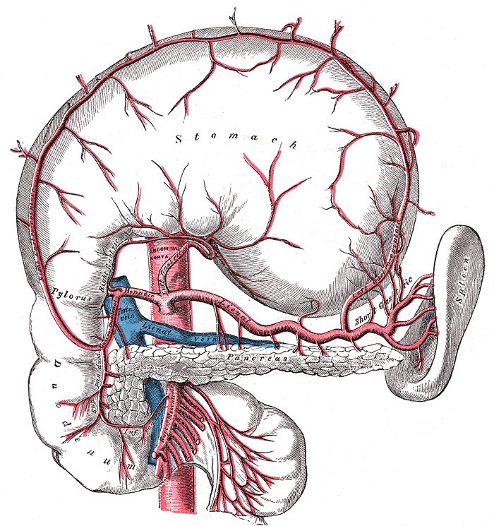 胰腺周围血管解剖图图片