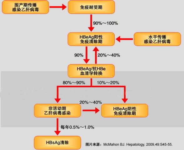 乙肝病毒感染的自然史