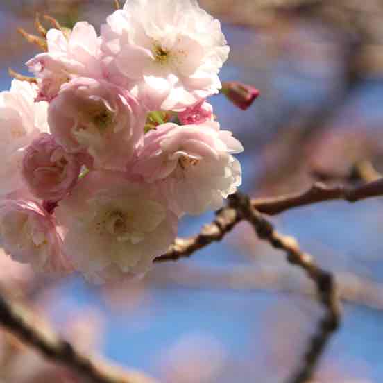 花粉症对日常生活的影响 赵巧凤住院医师 爱问医生