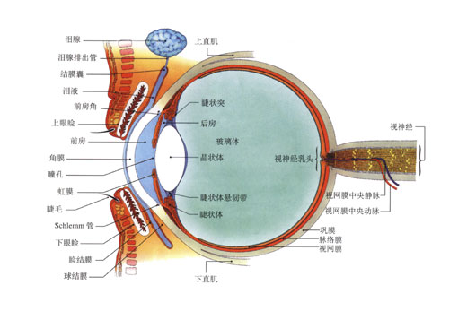 眼睛内部结构图图片