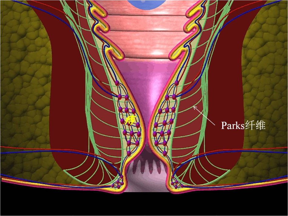 "肛垫-痔"演变示意图:肛垫变"肥"成痔因此,说到这里,我们首先要明确一