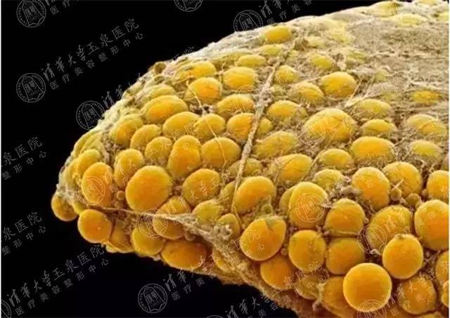 【显微镜下脂肪细胞的样子,此处放大n倍】此时的你,肯定对这种文字