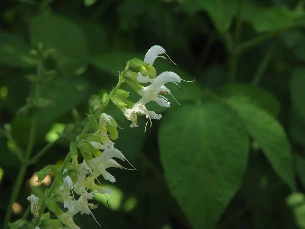 每天一味中草药丹参红颜色的参治疗冠心病