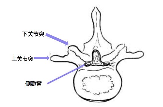 侧隐窝和椎间孔区别图片