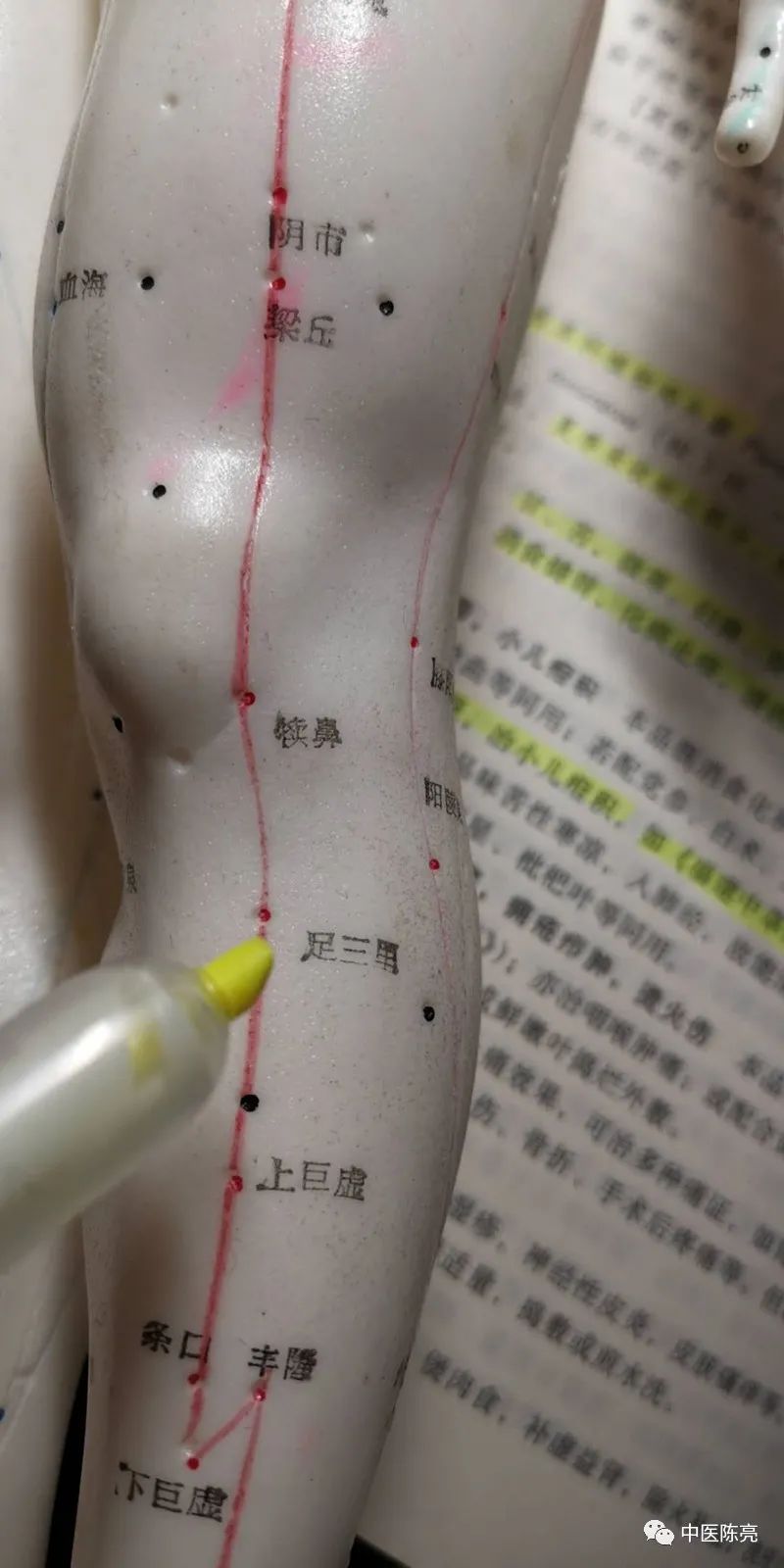 治疗小儿疳积的鸡矢藤