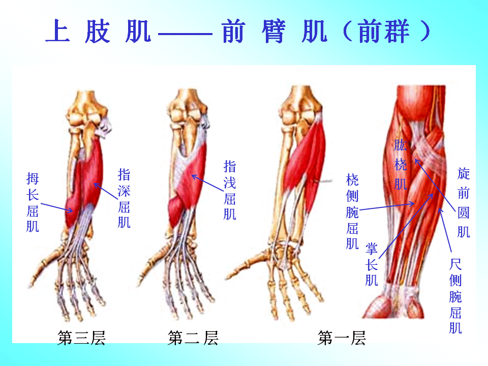 上肢肌肉解剖图及功能图片