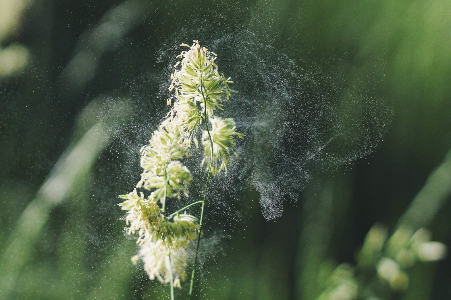 风媒花粉:干燥,没有黏性,通过风传送