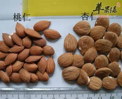 每天一味中草药:桃仁,活血化瘀,还可以润肠通便