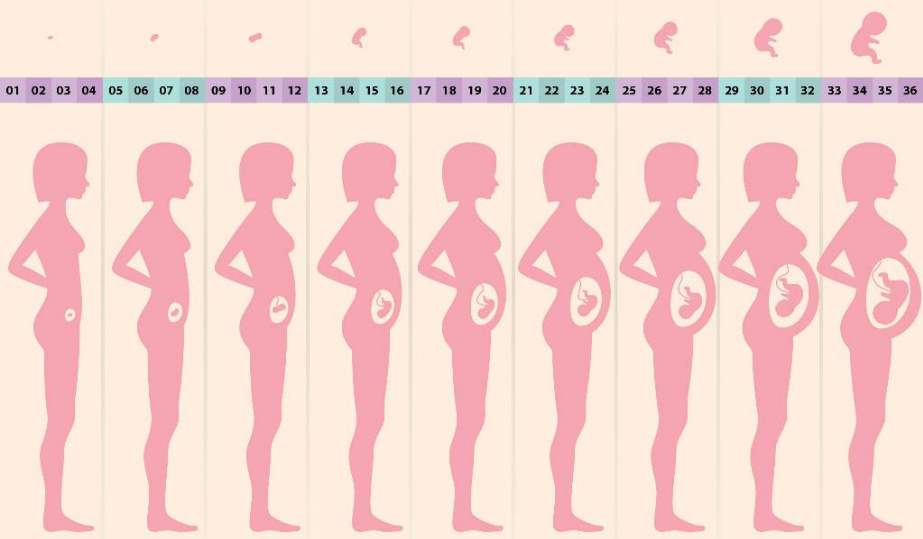 怀孕周期表图片 图表图片