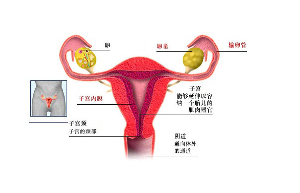 女生卵巢真实图片