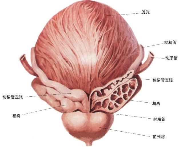 雄激素不足可造成果糖含量降低,因此果糖含量间接反映睾丸间质细胞