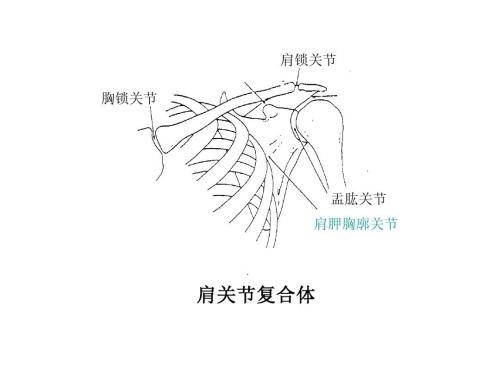 胡佰文 肩锁关节炎 Acromioclavicular Joint Arthritis 浙江省宁波市第一医院 胡佰文 365心血管网