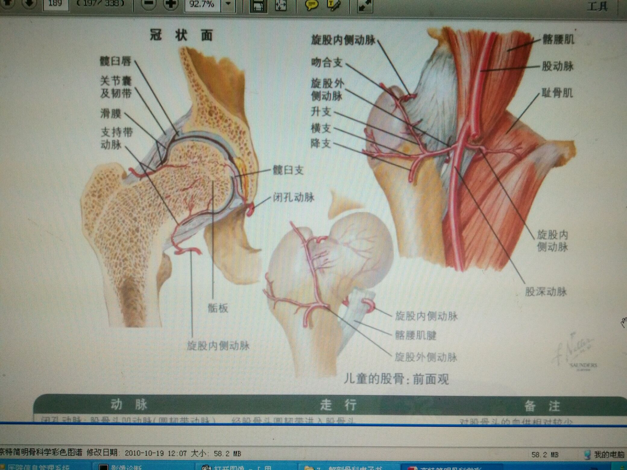 股骨髁间骨折解剖图图片