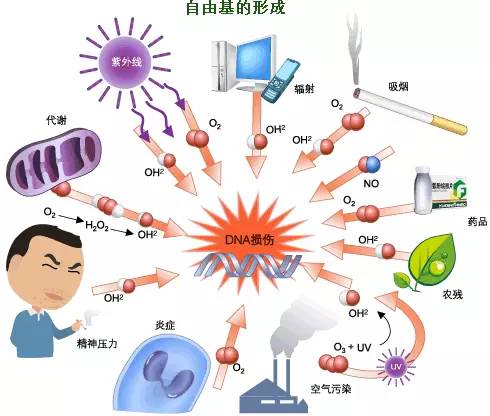 小明:商家所说的"抗氧化"其实是"抗氧化自由基"的简称,并非抗氧化反应