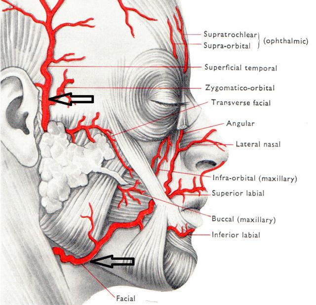 由于头皮血供十分丰富,神经分布密度大,撕脱头皮会导致大量出血,剧烈