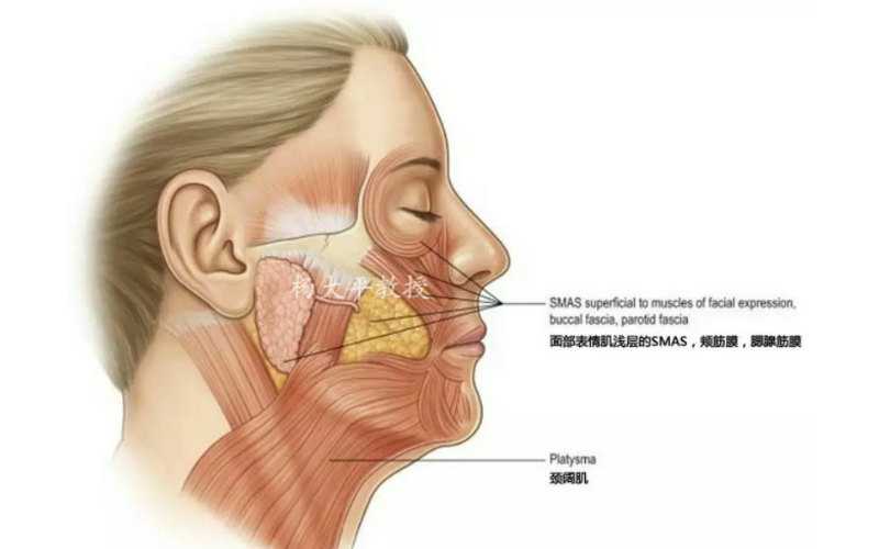 颈阔肌是面部最大的降肌,是牵拉口角使嘴能够向下伸张做出表情的大块