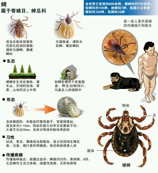 蜱虫:偶可致病死亡,养宠物的注意!