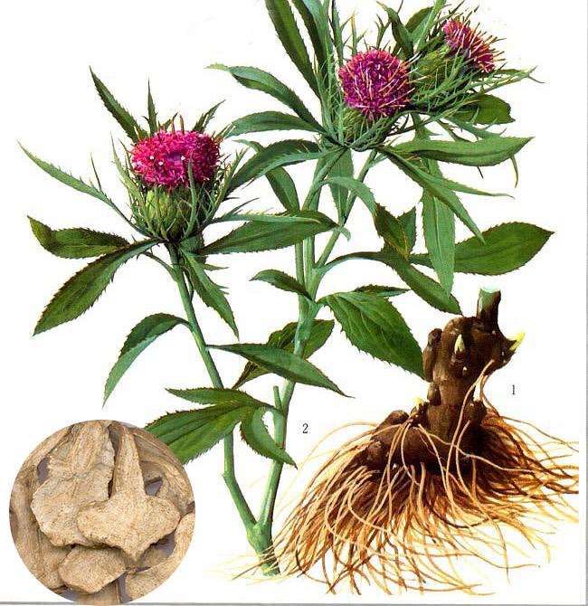 白术是药用的菊科植物,白术的干燥根茎,主要产地在浙江,安徽