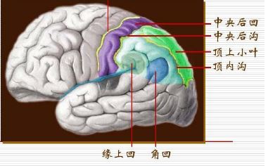 大脑顶叶,枕叶,颞叶,岛叶,边缘叶以及小脑的主要功能