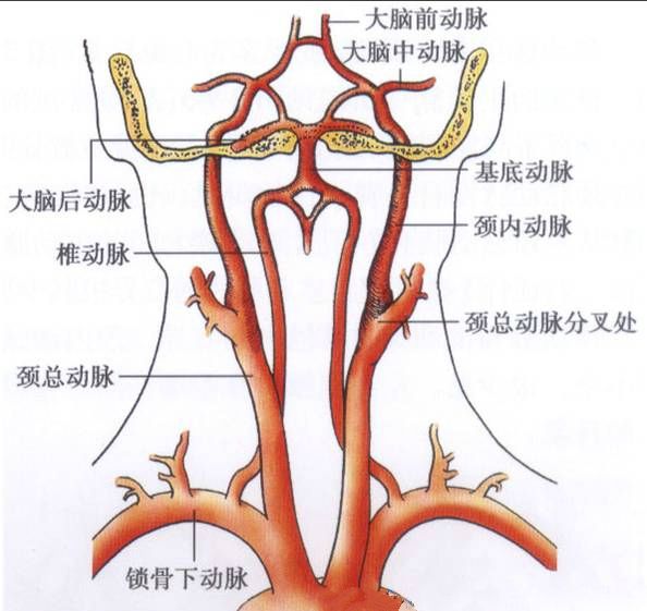 椎动脉分段解剖图ppt图片