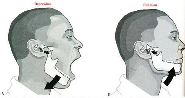 颞下颌关节主要有开闭口运动(如张口,闭口),前伸和侧方运动(如切咬