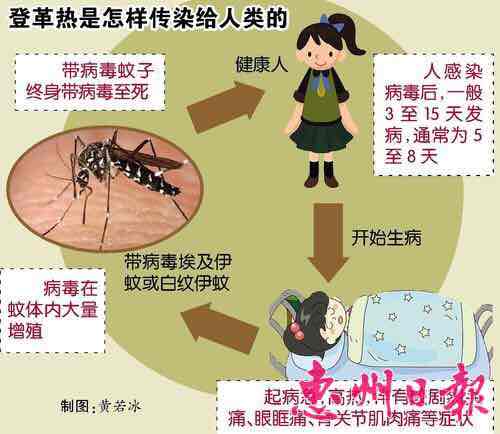 登革热，吸血鬼之吻