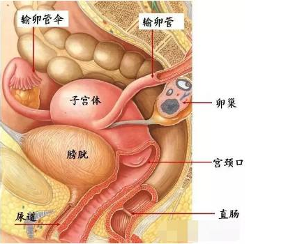 那么说到这里有些患者就要问了:你说是腺肌症造成的,这个怎么确定呢