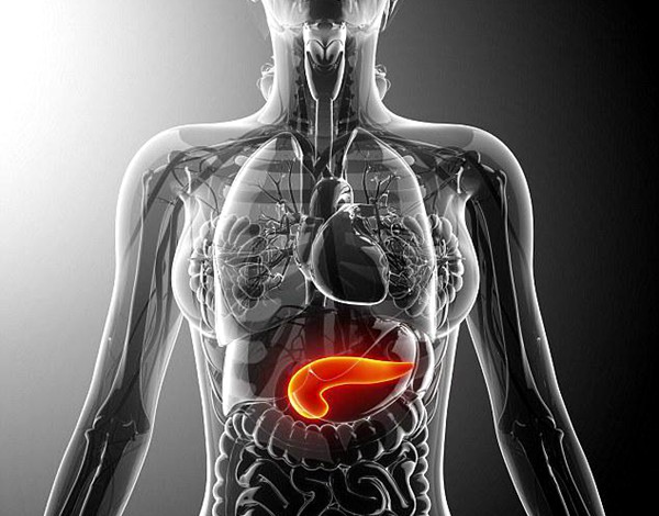 胰腺位于腹部什么位置图片
