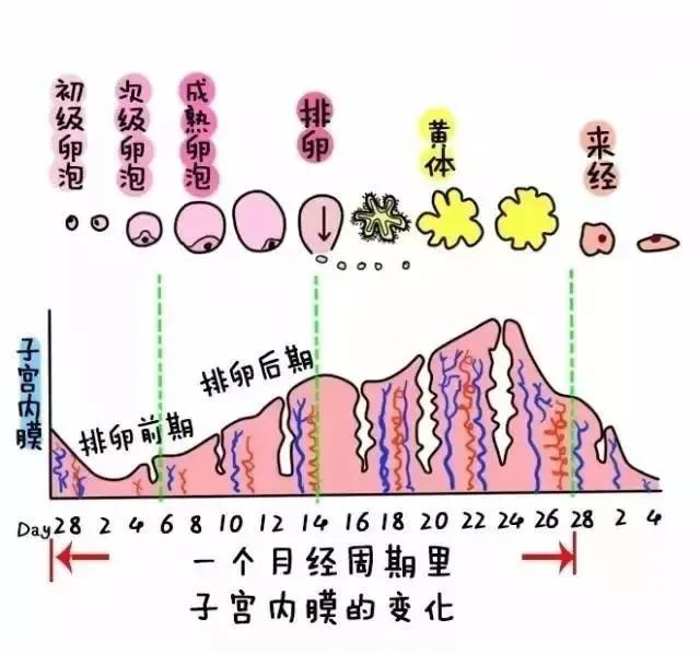 子宫内膜过厚过薄都不好会影响女性正常怀孕