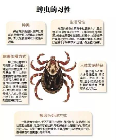 蜱虫可夺命,被它咬了该怎么办?