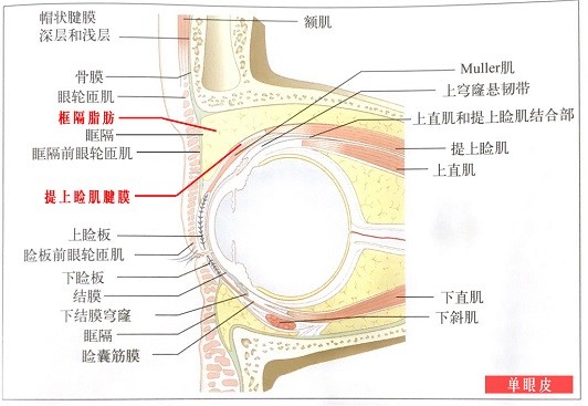 帽状腱膜和骨膜图片