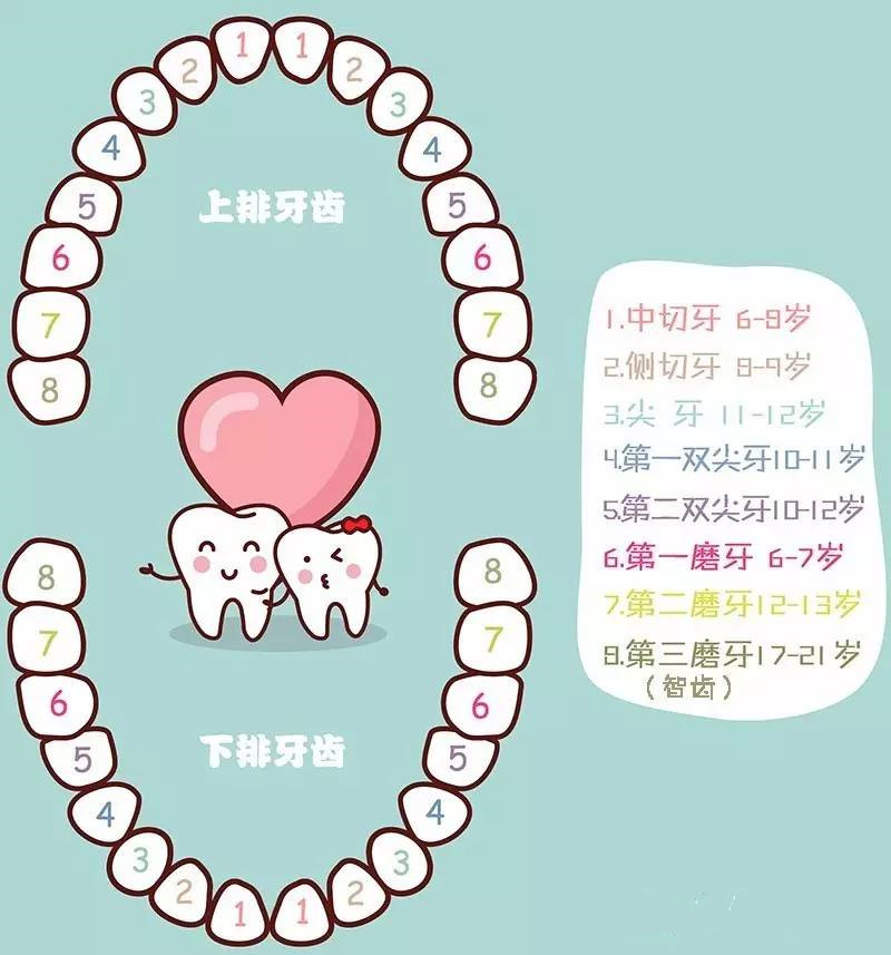 孩子换牙一般是在6岁以后,乳牙会相继脱落并被恒牙代替;一般牙齿的