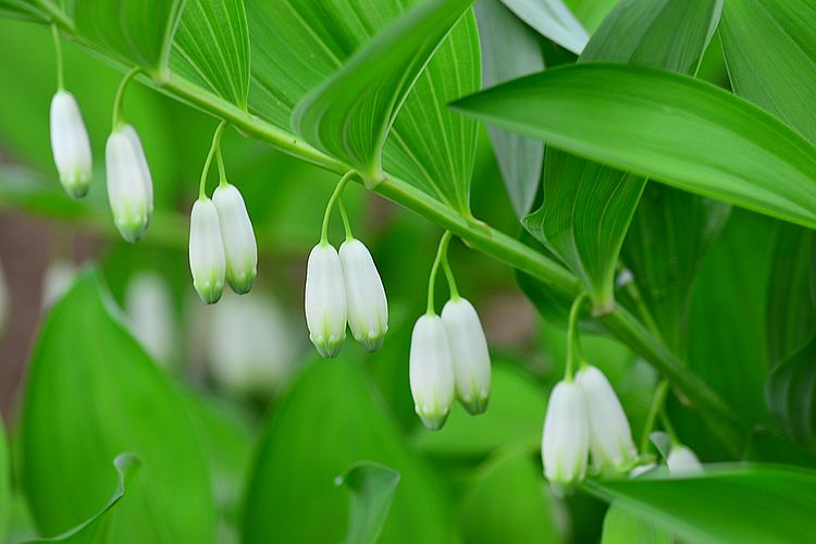 67每天一味中草药:玉竹,保持皮肤润泽光滑的良药-张会永副主任医师