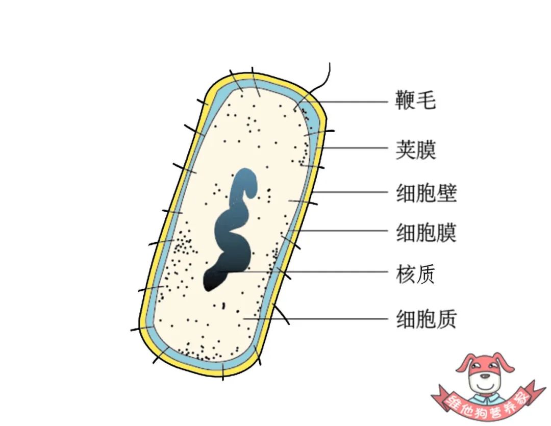 机构由外到内依次为细胞壁,细胞膜,细胞质,核质,当然还有一些特殊结构