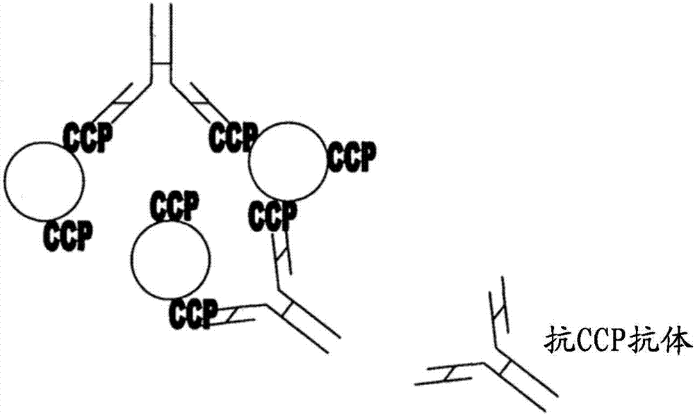 ccp抗环瓜氨酸肽抗体图片