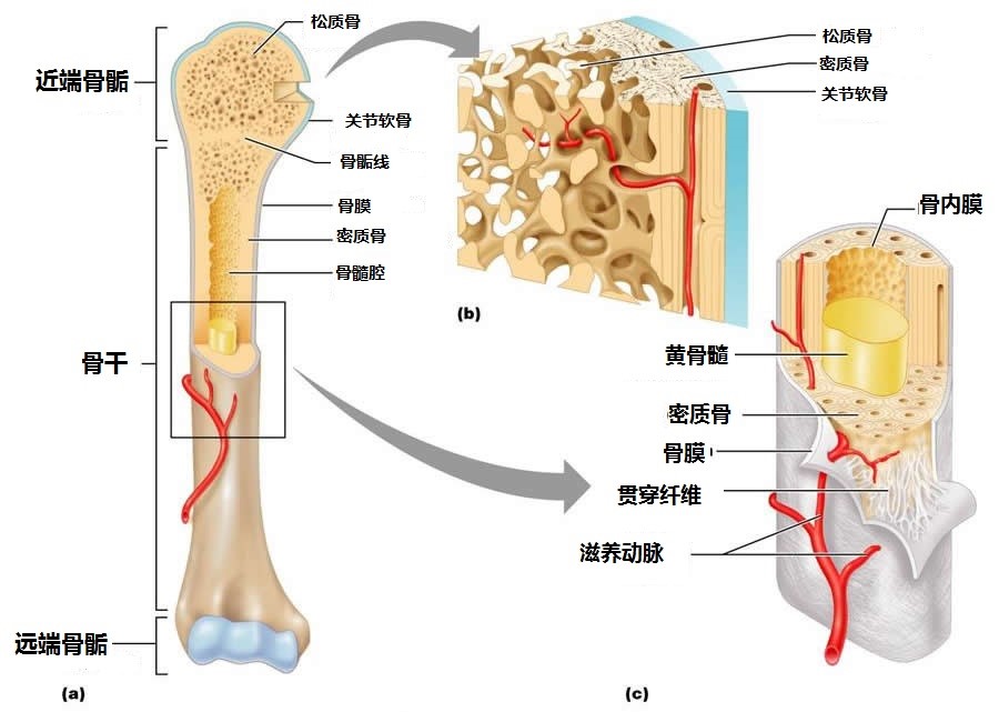 长骨按其部位分为骨干和骨骺,在骨干和骨骺之间的软骨是骺软骨