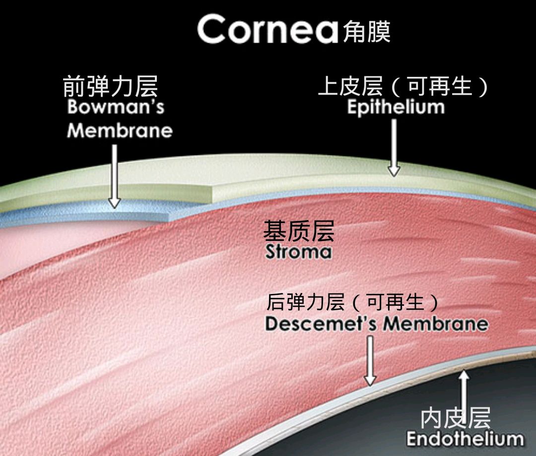 在这大眼君很必要先普及一下人眼角膜的五层结构:关于激光手术治疗