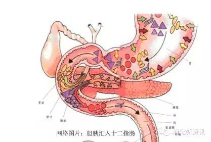 食物经过胃的研磨和预处理,进入十二指肠开始深加工和吸收.