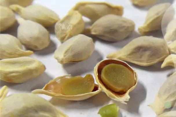 每天一味中草药:橘核,吃完橘子,橘子籽儿留着也是