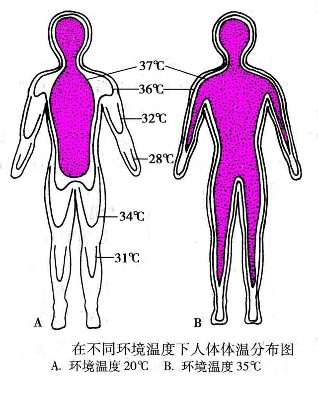 人體正常體溫是多少?