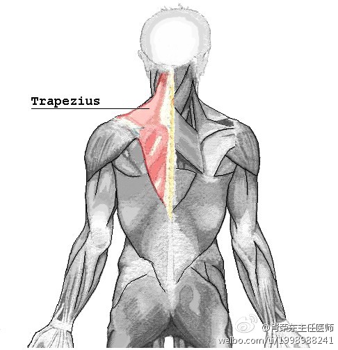 临床上,很多病人会出现肩胛骨内侧缘的疼痛不适,并且可以触及到明显的